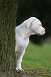 DOGUE ARGENTIN 270